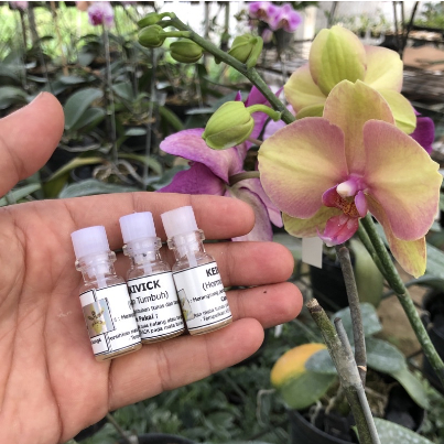KEIKIVICK Salep vitamin KEKIVICK Hormon Penumbuh Bunga dan Tunas Anggrek - 6bap - Cytokinin