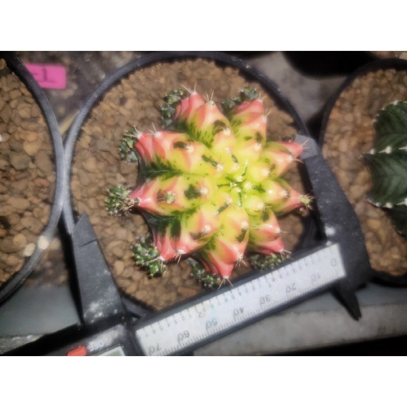 Kaktus Gymnocalycium-Gymno Multicolor/Multicolour (Var Rata di setiap Ribs nya)