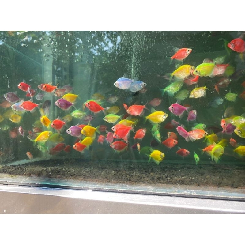 Ikan Glofish Tetra size 7/8 Ayak