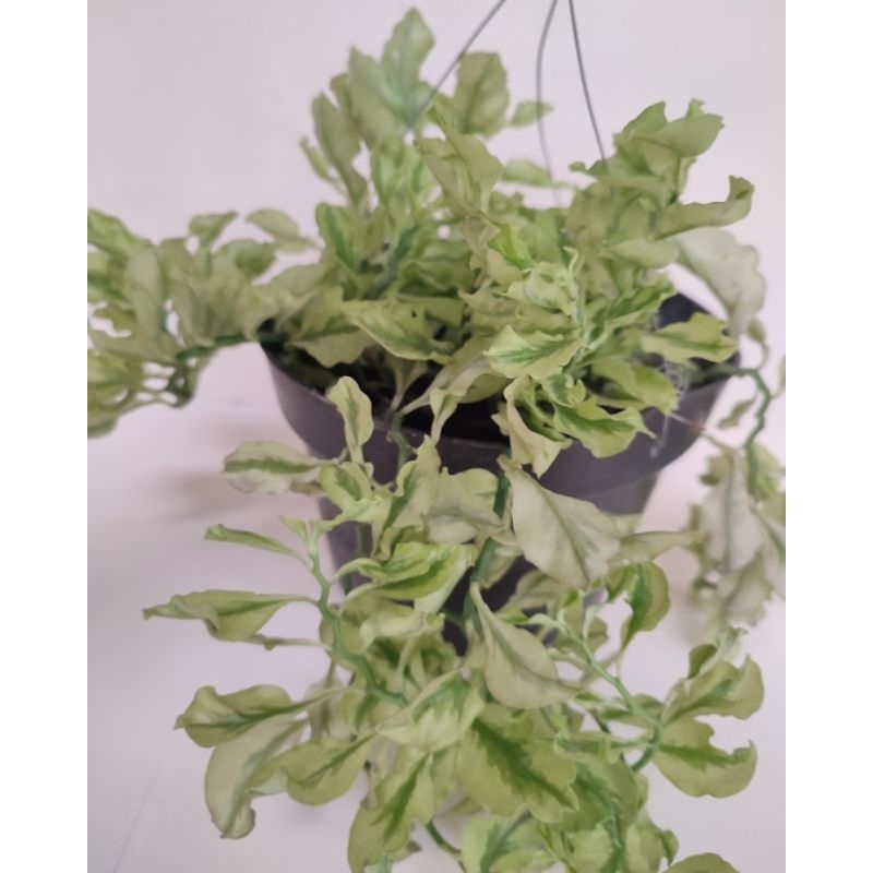 tanaman hias patah tulang keriting tanaman hias kriwil hoya curly