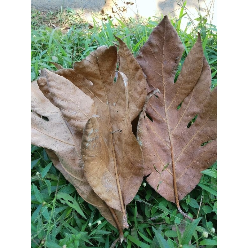 DAUN SUKUN KERING 500 GRAM / DAUN SUKUN OBAT HERBAL