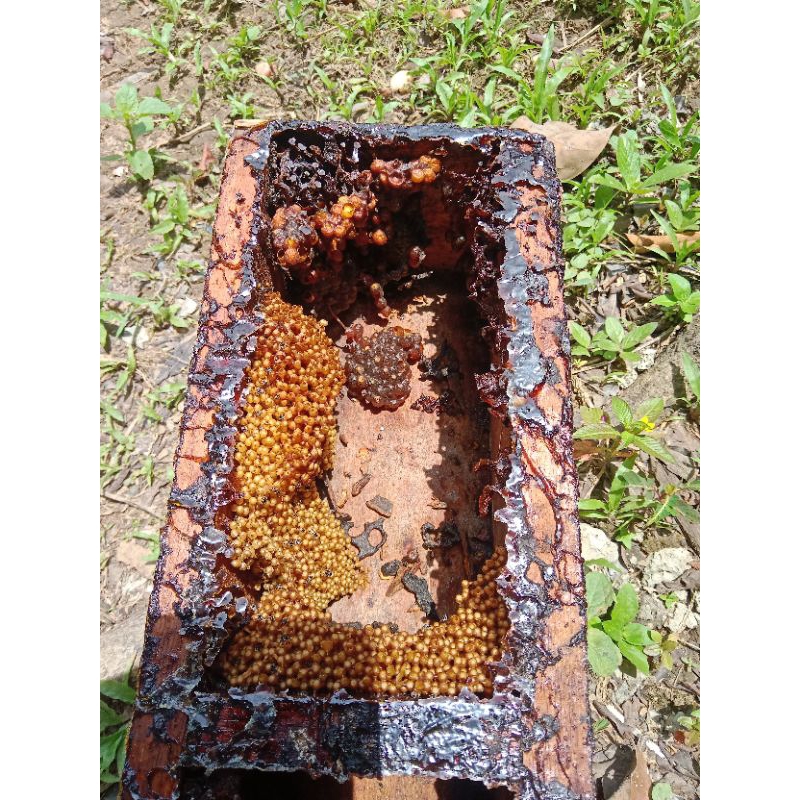 bibit trigona fuscobalteata