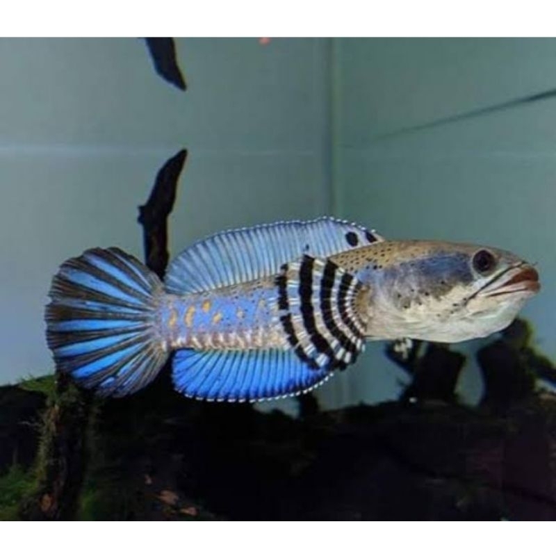 baby blu pulchra,  dot hitam dan yellow spot/bisa cod  8-9cm