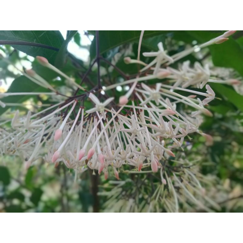 bibit bunga SOKA WANGI Putih sudah hidup asoka soko