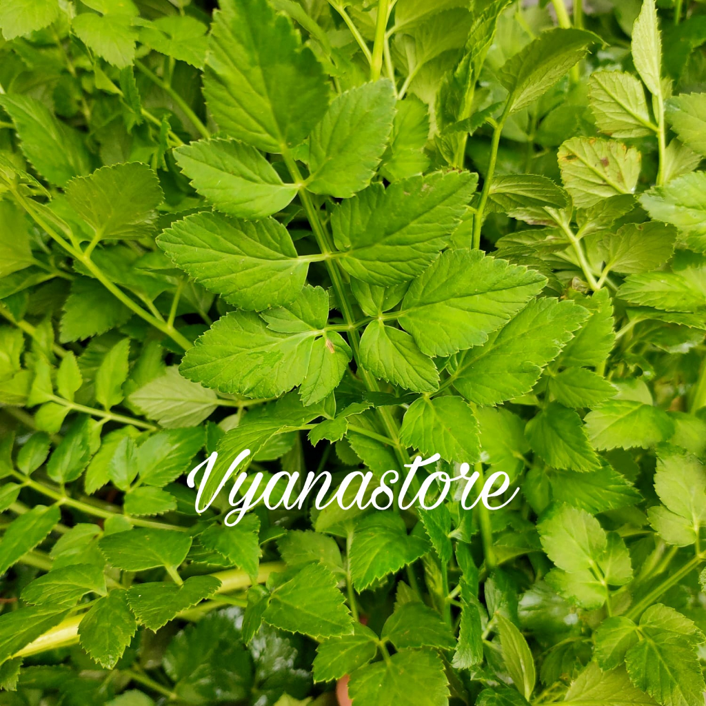 

Daun Sledran - Daun Tespong Segar 200gr