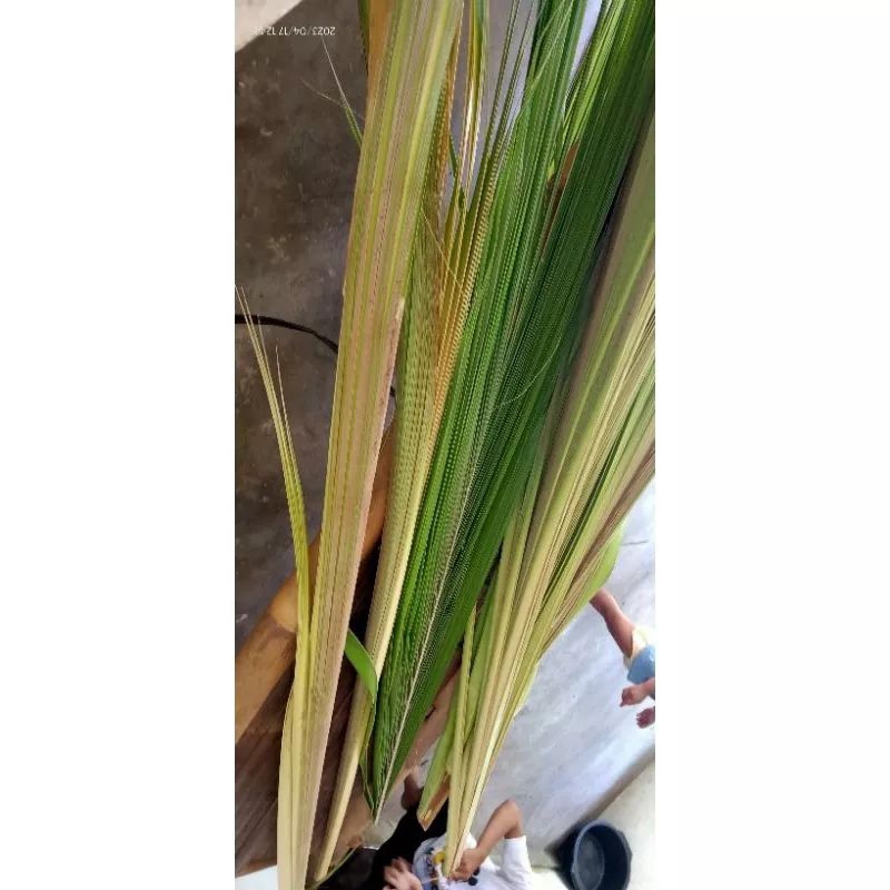 janur kuning/janur kelapa/janur muda