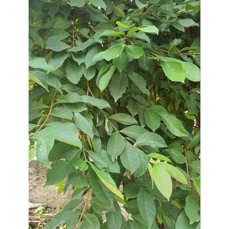 

daun salam 100 gr