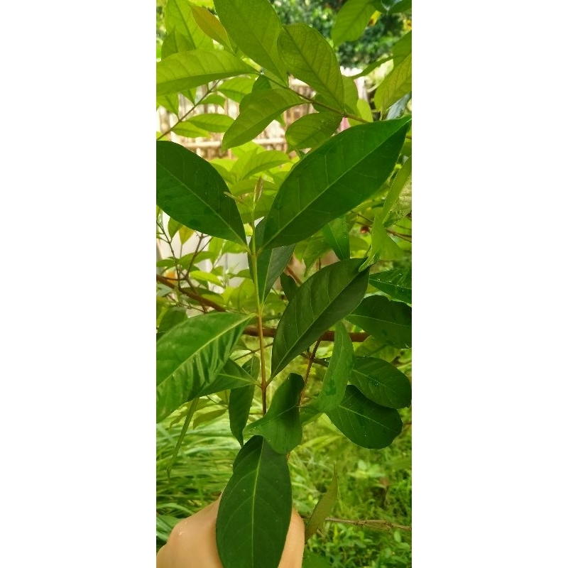

Daun Salam