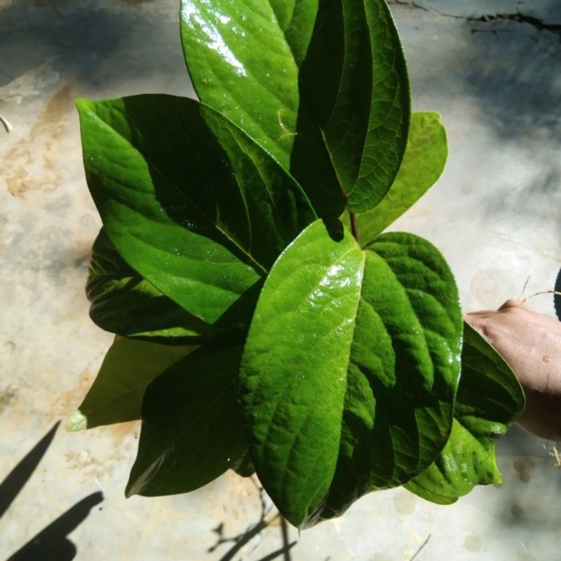 

100 gram daun singa depa segar