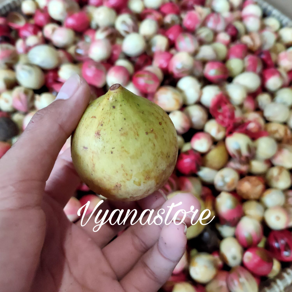 

Buah Pala Segar 1 kg - Pala Fresh Baru Petik