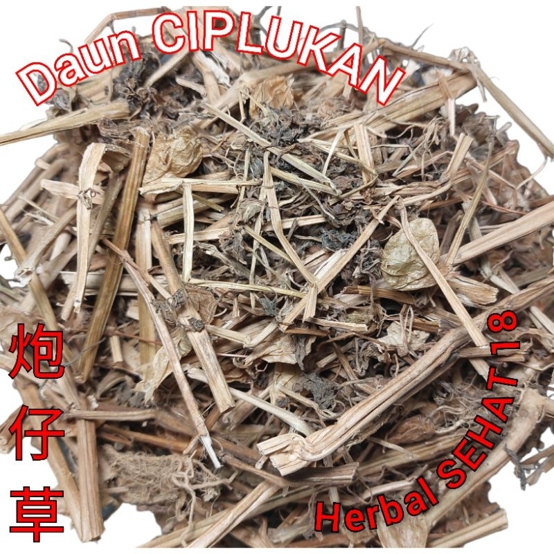 

Ciplukan/Caplukan 100gram Daun Cecendet/Daun Kering Rempah Tradisional/Daun Ciplukan kering /Cecenet kering Asli 炮仔草