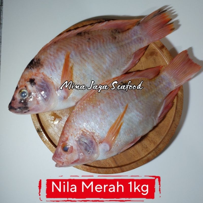 

Ikan Nila Merah 1KG / FREE SUDAH DIBERSIHKAN