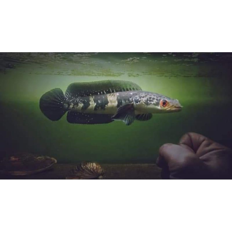 dekorasi aquarium green kaltara marulius grade a