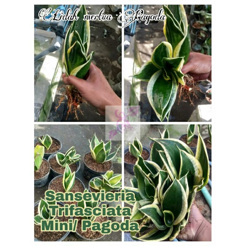 lidah mertua mini pagoda