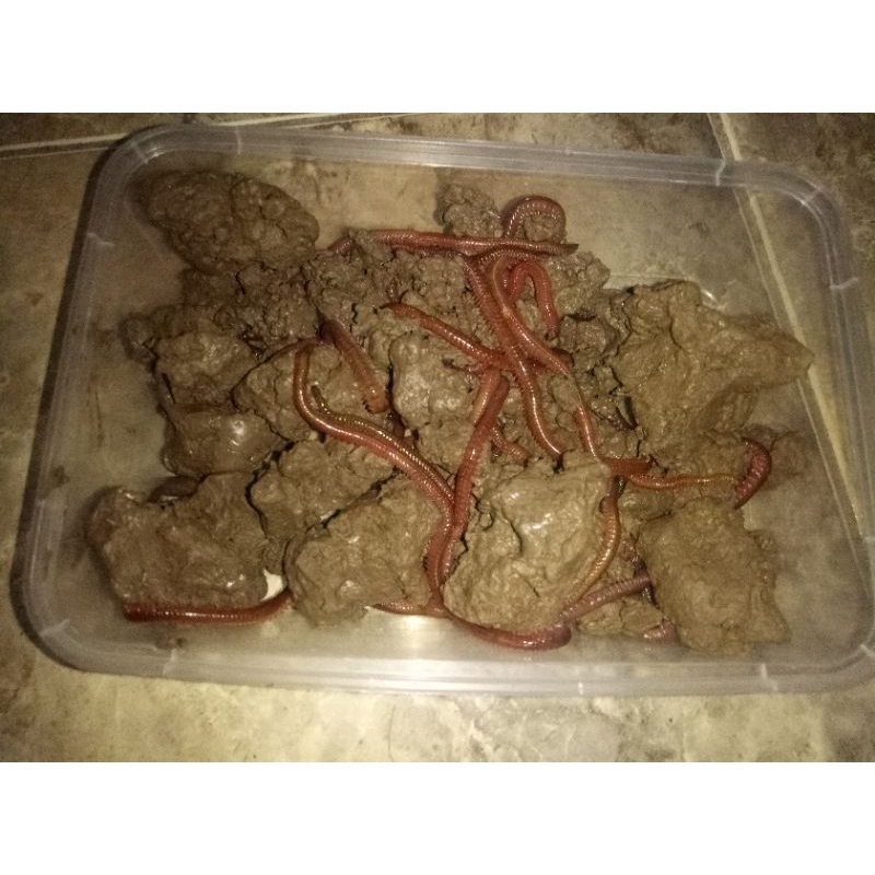 Cacing Kilang kilung / Cacing Laut