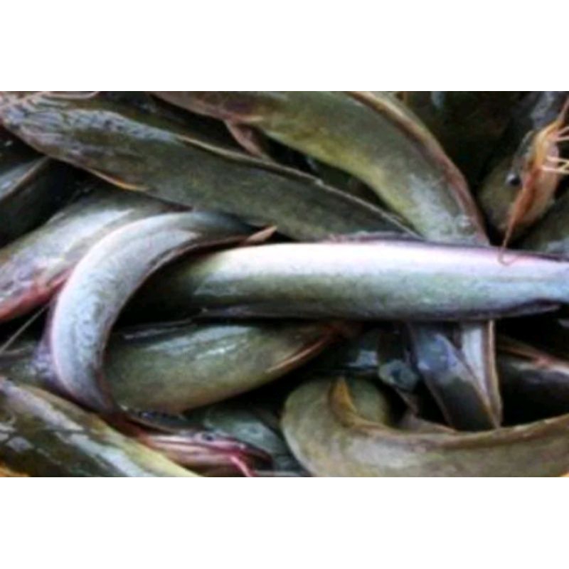 

LELE 500GR / ikan lele fresh segar