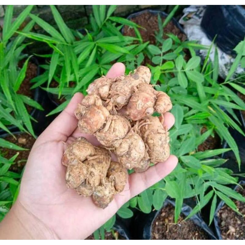 

1KG KENCUR SEGAR/KENCUR FRESH