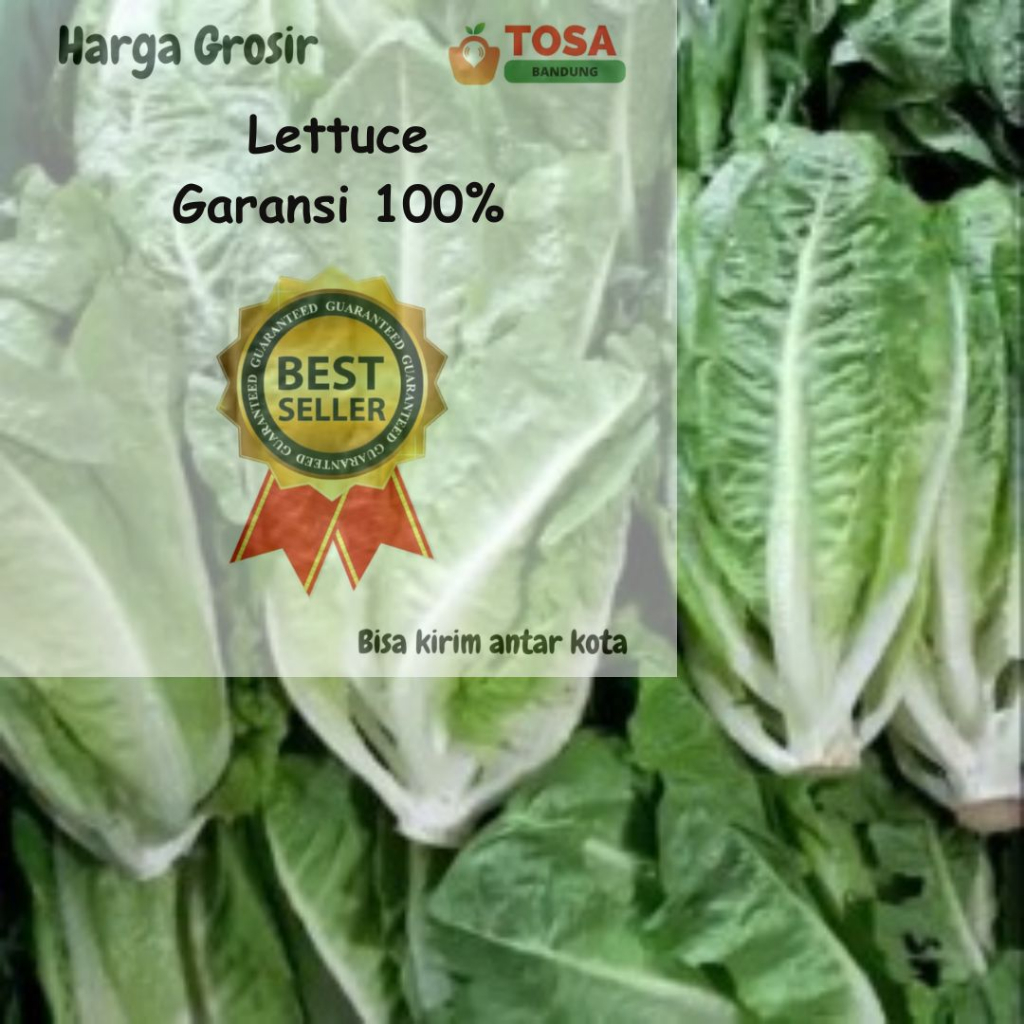 

Romaine segar kirim antar kota