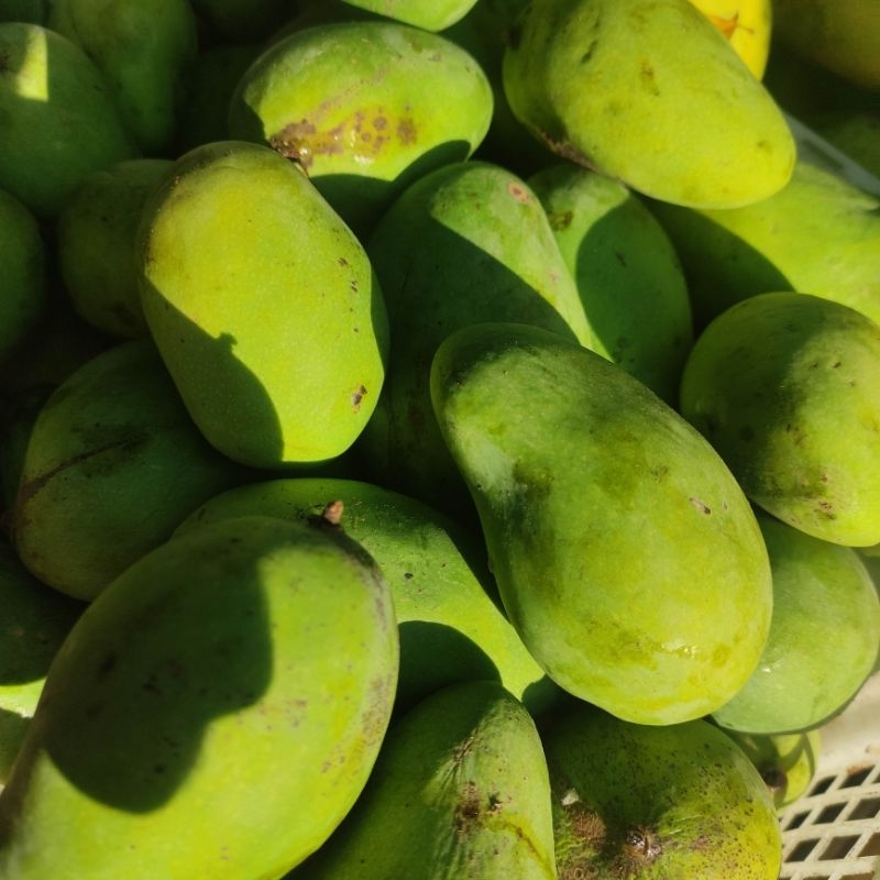 

buah mangga harum manis masak pasar online makassar