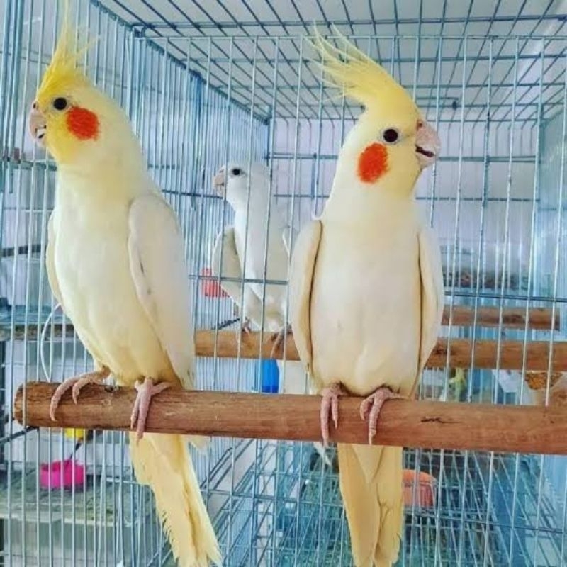 BURUNG FALK FALAK PARKIT AUSTRALIA DEWASA SIAP TERNAK PENGIRIMAN KHUSUS GRAB INSTAN