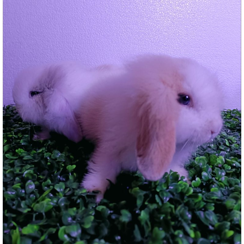 Kelinci Fuzzy Lop