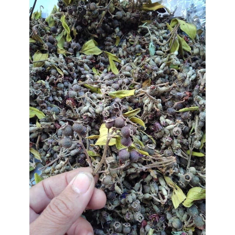 

BUAH HARENDONG KERING 1 KG / BUAH HARENDONG OBAT HERBAL / BUAH SENGGANI