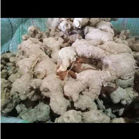 

Jahe Emprit Segar 500 gram