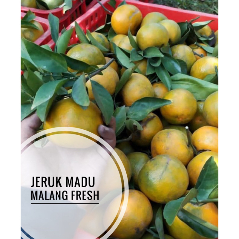 

QUEEN BUAH - BUAH JERUK MADU MALANG / JERUK SIAM MADU MALANG