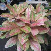 Tanaman hias aglonema big roy super rimbun / rumpunan