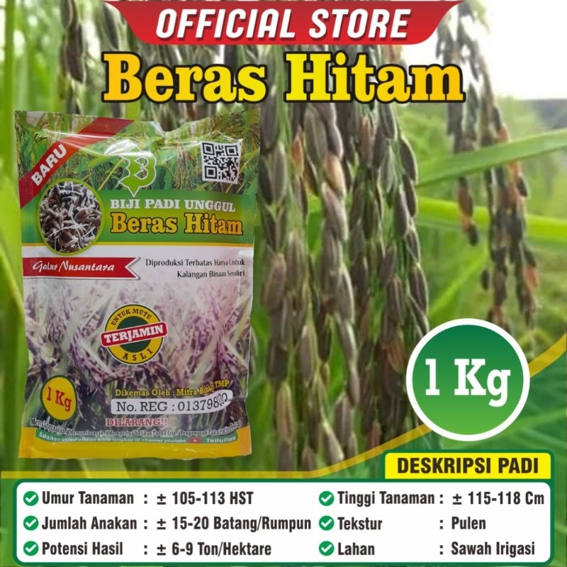 Padi Beras Hitam / Padi Hitam Unggulan / Biji Padi Hitam