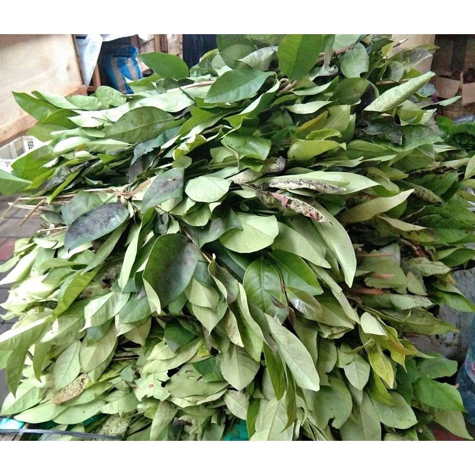 

daun salam segar untuk penyedap masakan