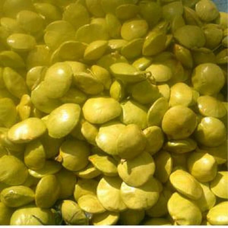 

promo jengkol tua 1 kg