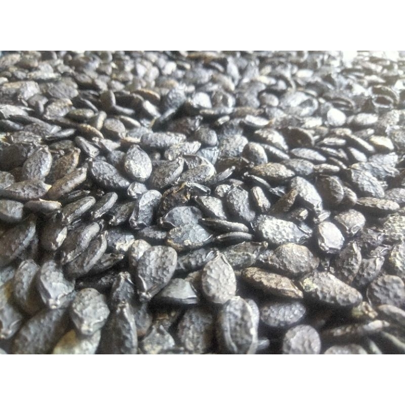 Gaardeen Benih Oyong Gambas/Emes Lokal (500 Butir)