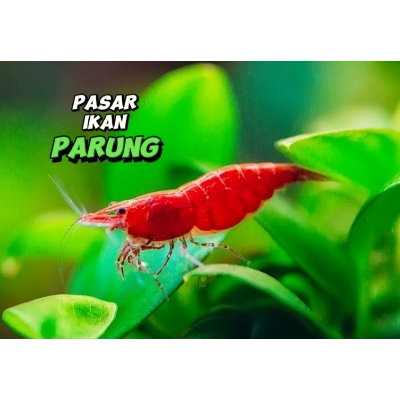 

Red Cherry Shrimp | Red Cherry | Pasar Parung