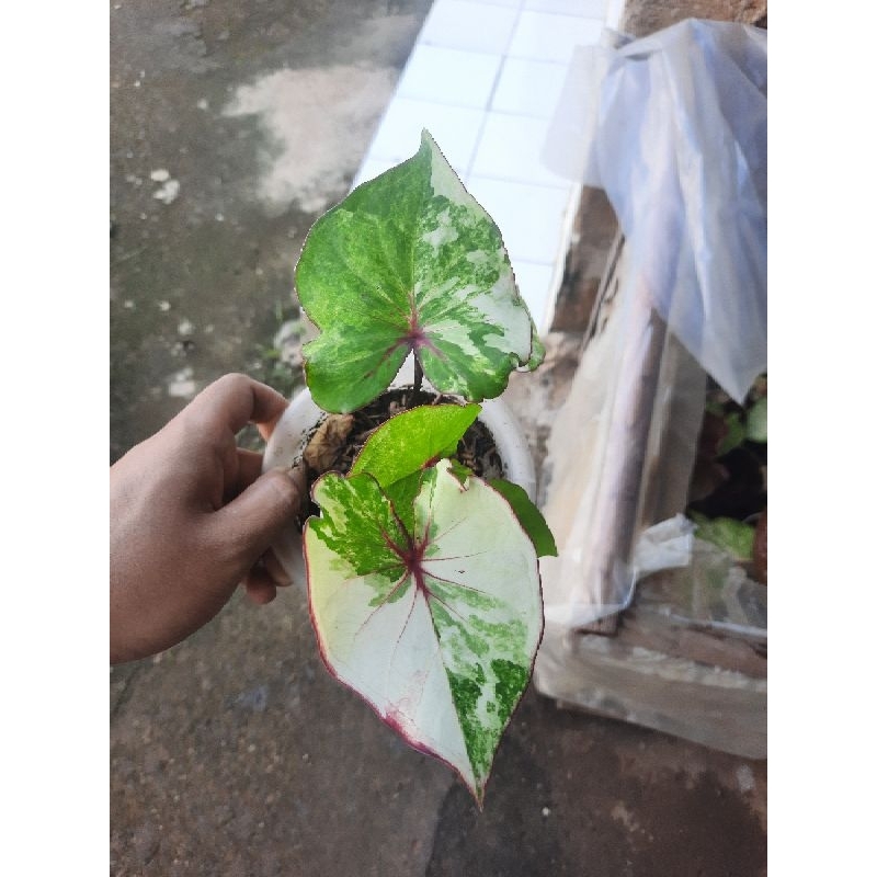 CALADIUM HYBRID VAR (varigata)