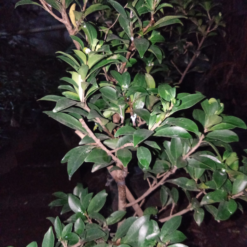 bibit bonsai beringin elegan ori