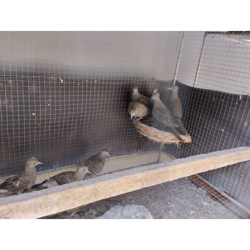 perkutut cemani hitam