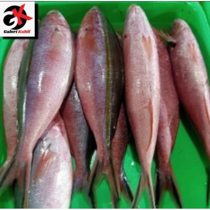 

IKAN PISANG PISANG MERAH FRESH Berkualitas GRADE A - 1Kg / ANEKA IKAN SEGAR / IKAN LAUT SEGAR / SEAFOOD / ANEKA MAKANAN IKAN LAUT