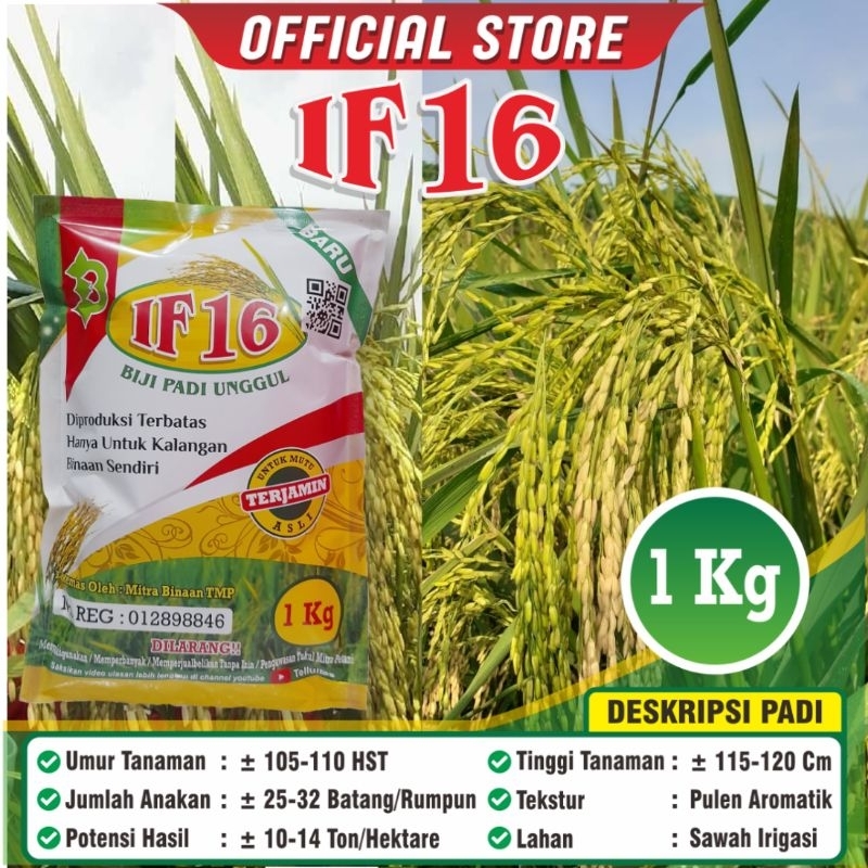 Biji Padi IF 16 / Biji Padi Unggul IF16 / Padi IF16 / IF / Kemasan 1 Kilogram / Original