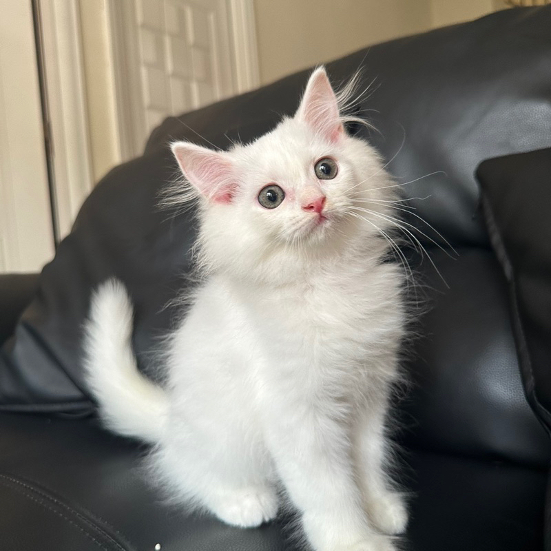 kucing kitten persia medium white solid mix mainecoon
