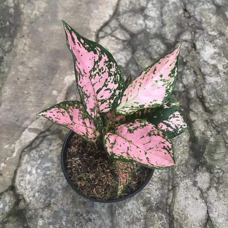 COD Tanaman aglonema ruby pink