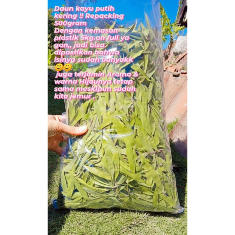 

Daun Kayu Putih Kering Kualitas Terjamin Dari Daun Tua pilihan 1/2kg
