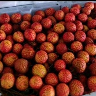 

Buah Leci Merah
