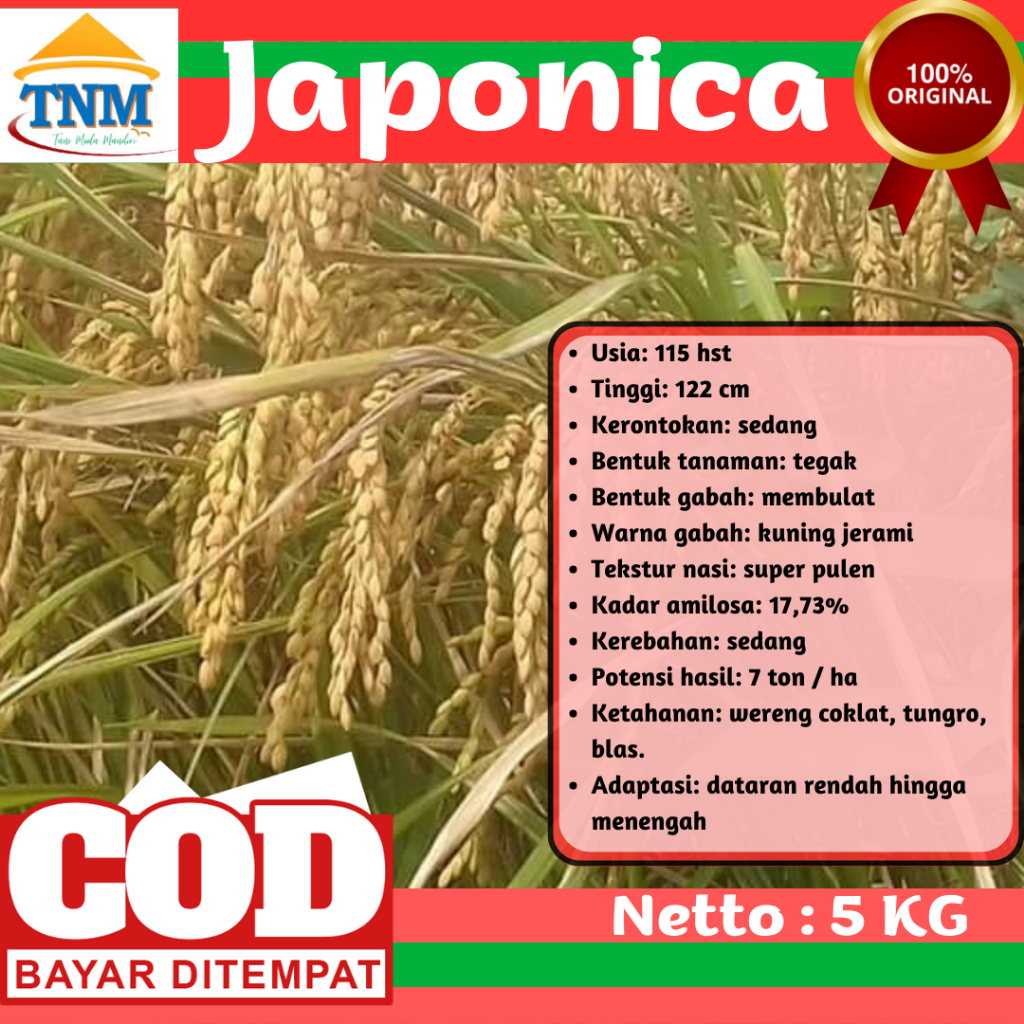 BIJI PADI JAPONICA BIBIT Padi Jepang 5KG