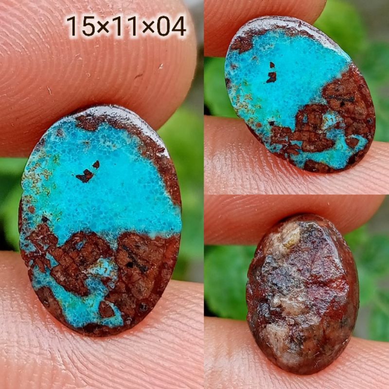 Pirus Persia Toska Urat Hitam