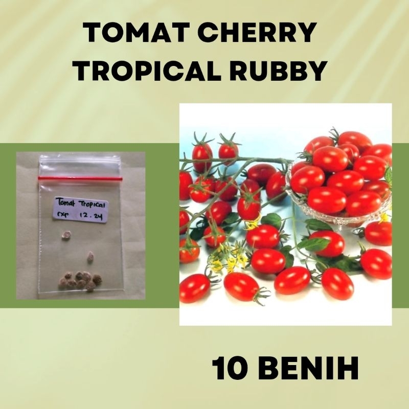benih tomat Cherry tropical ruby benih tomat murah