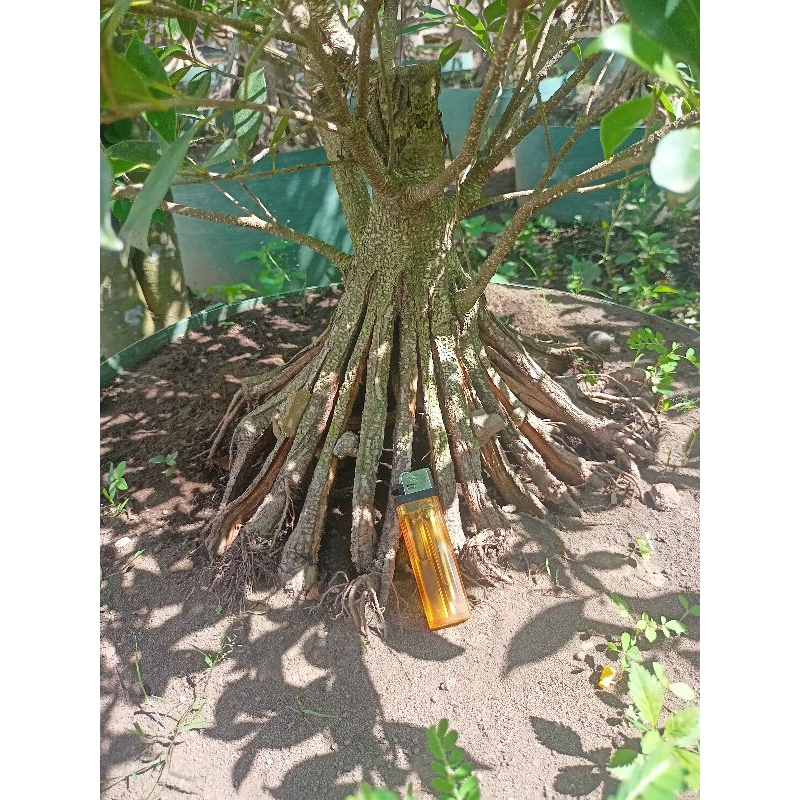 ID KIMENG PECAH BATANG 8 DAN 16