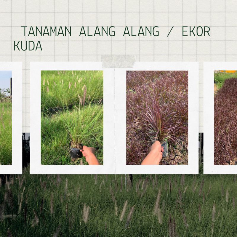 Tanaman ilalang/ekor kuda