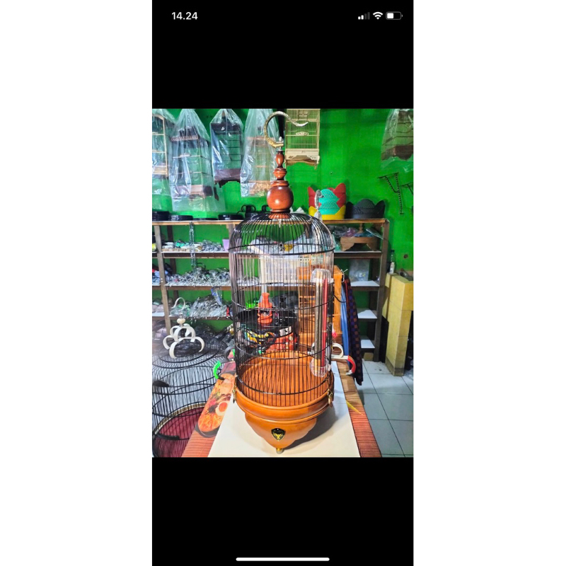 Sangkar Lovebird Tebok Kayu Style Elegant Gold Minimalis