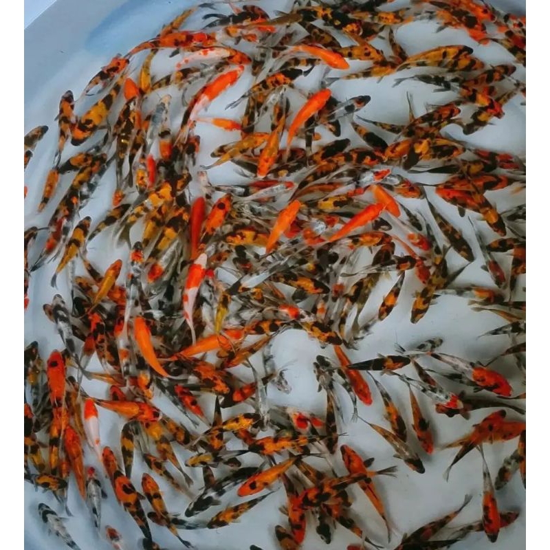 Bibit Koi Showa 4-5 cm isi 15 ekor